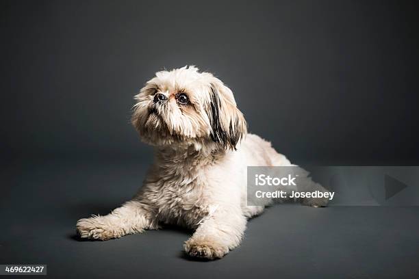 Shih Tzu Stock Photo - Download Image Now - Animal, Beauty, Canine - Animal