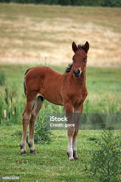 Brown Horse Foal On Field Stock Photo - Download Image Now - 2015, Agricultural Field, Animal