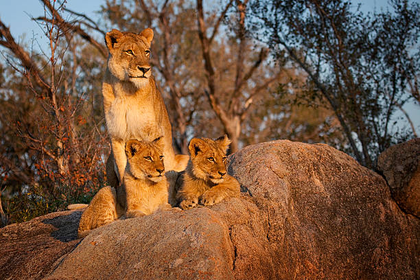 istock Lioness and Cubs at Sunset 469626006