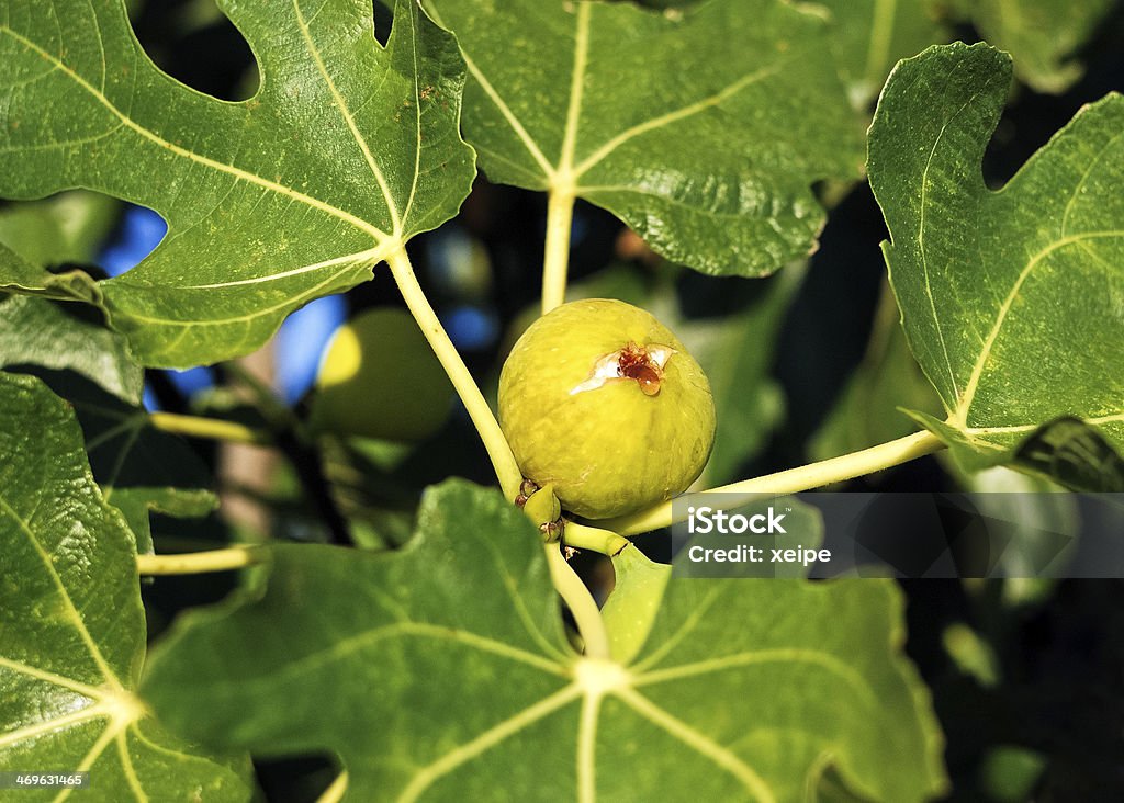 Ripe fig on tree Adriatic Fig Stock Photo