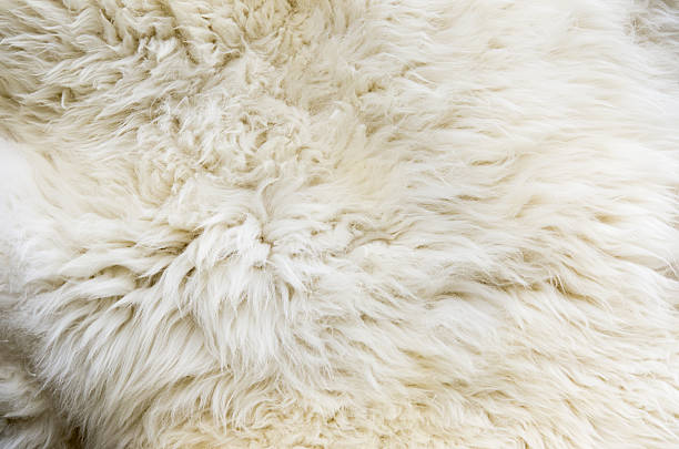 istock Sheep fur rug with no background 469631634