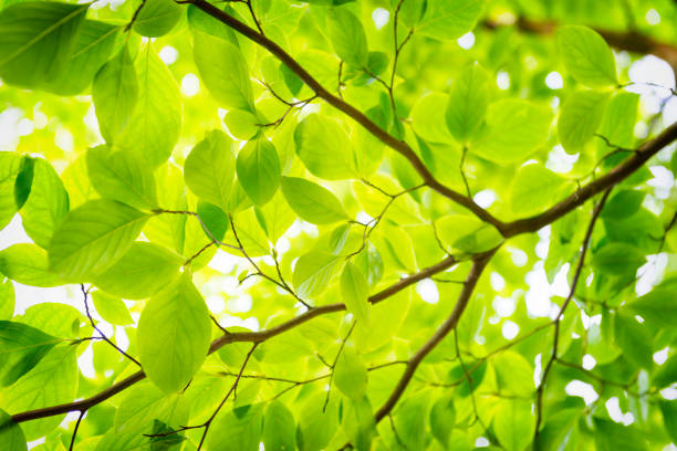 istock Green leaves of Spring 469631710