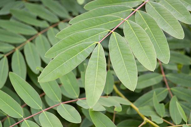istock green Senna siamea leaves 469634584