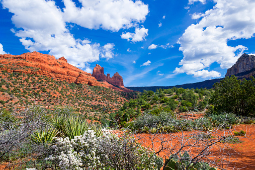 View to red rocks near Sedona  and trees, bushes and flowers in the foreground