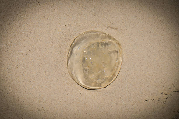 jellyfish on a white sand beach,top view