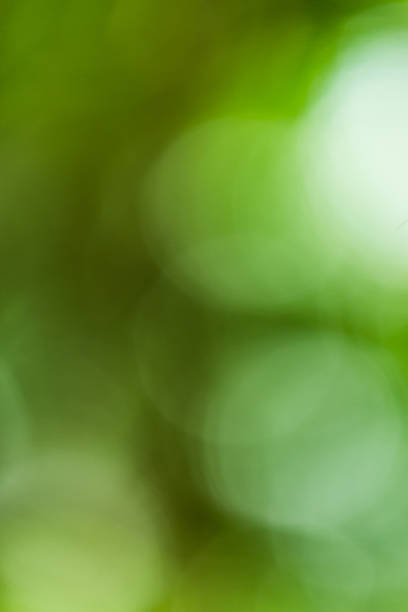 istock Sunny abstract green nature background 469634653