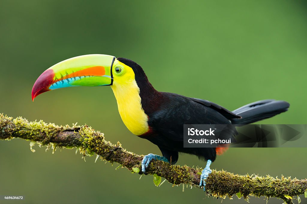 Toucan, bird in the wild, Costa Rica Keel-billed toucan in the wild. Beautiful bird in Costa Rica. Toucan Stock Photo