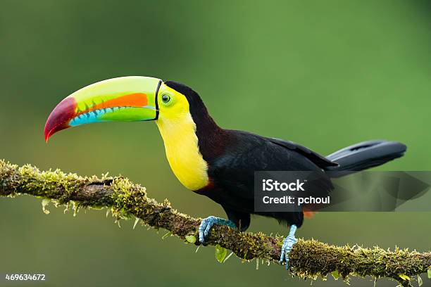 Toucan Bird In The Wild Costa Rica Stock Photo - Download Image Now - Toucan, Costa Rica, Animal