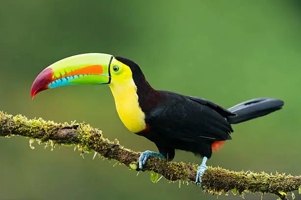 Keel-billed toucan in the wild. Beautiful bird in Costa Rica.