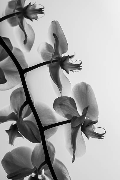 istock Orchid in black and white. 469635287