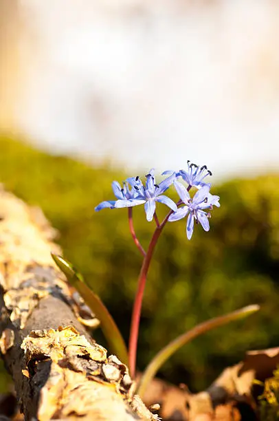 bluBlue spring squille spring flower