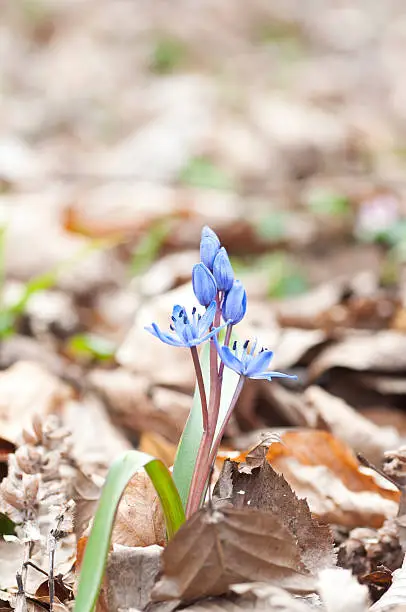 Blue spring squill