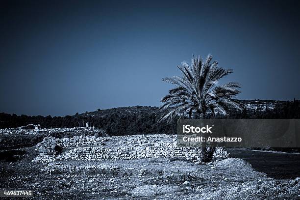 Palms In Armageddon Israel Stock Photo - Download Image Now - Archaeology, Awe, Blue