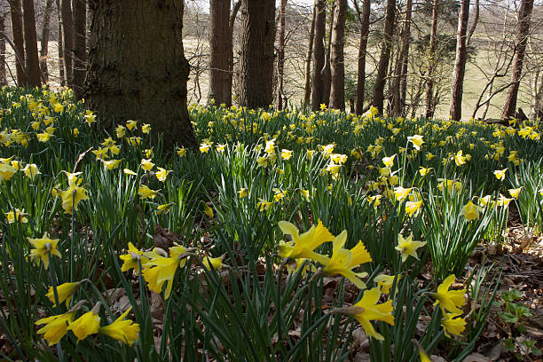 footpath daffodils spring wild flowers walking hiking - daffodils in a rural English Churchyard - Warwickshire England UK