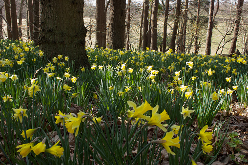 A carpet of daffodils growing wild in sun-dappled woodland near the village of Snape in Suffolk, England.
