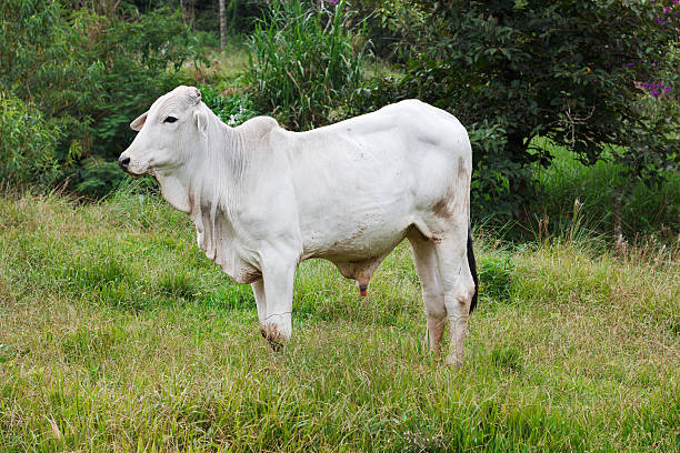 istock Nellore - brazilian beef cattle bull in field 469638586