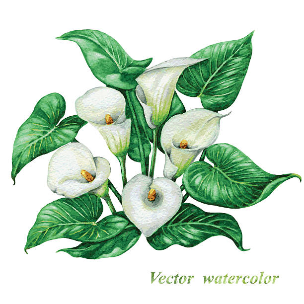 White  calla lilies bouquet Bouquet of watercolor white  calla lilies with green  leaves pistil stock illustrations