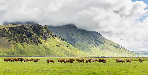 Grazing cow herd in the volcanic landscape of Iceland under an amazing cloudscape. South Iceland.