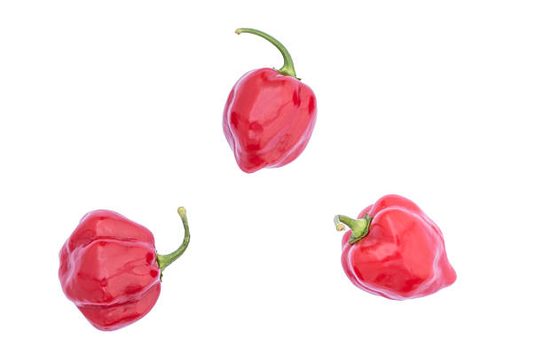 Red bell pepper on white background