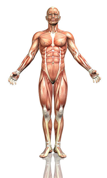 istock 3D male figure with detailed muscle map 469642450