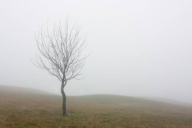 lonely tree stock photo