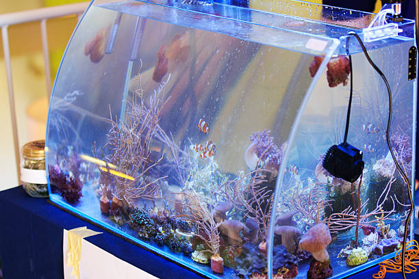 istock Colorful Saltwater Aquarium 469647987