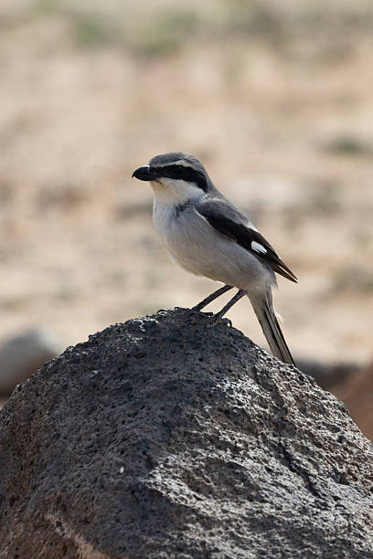 istock Southern Grey Shrike -Lanius meridionalis 469648861
