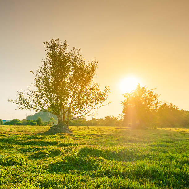 istock Morning Sun Shining through the Blooming Tree 469648906