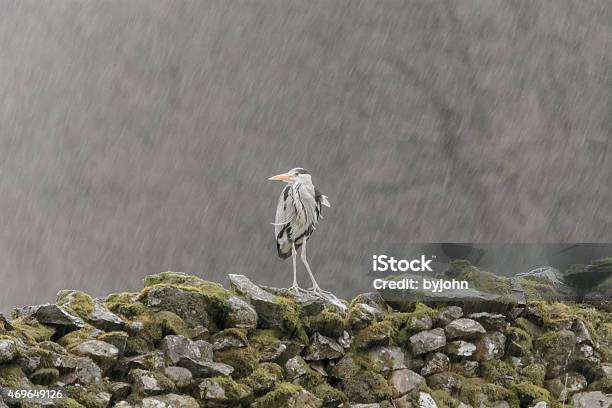 Wet Wet Wet Grey Heron In Heavy Rain Grasmere Cumbria Stock Photo - Download Image Now