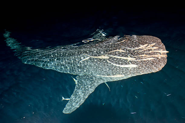 istock Whale Shark close up underwater portrait 469649712