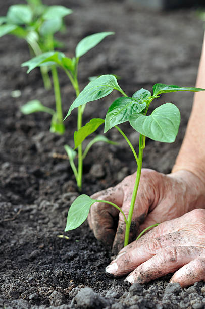 istock senior woman planting a pepper seedling 469651143