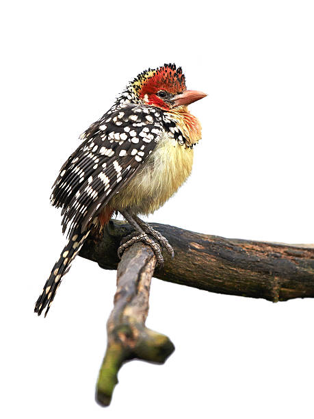istock Red and Yellow Barbet (Trachyphonus erythrocephalus) 469651765