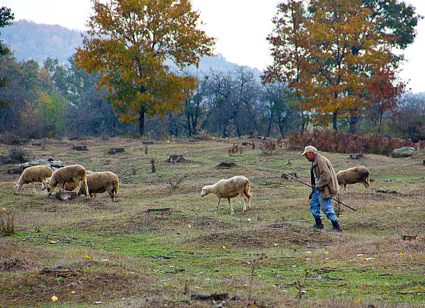 shepherd - goat willow stock-fotos und bilder