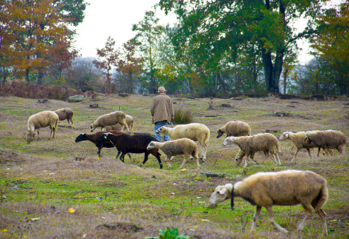 Kirklareli, Turkey - October 18, 2013: A shepherd leads his flock of sheep and his sheep following the grass lane near the trees, in kirklareli, Turkey.