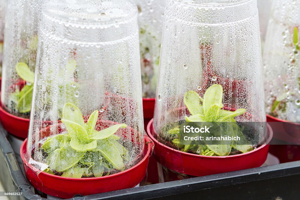 Mini greenhouse Mini greenhouse with new plants ready to be planted. Greenhouse Stock Photo