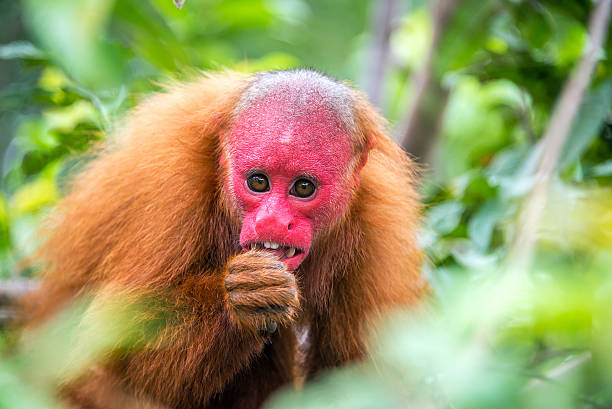 лысый uakari обезьян - iquitos стоковые фото и изображения