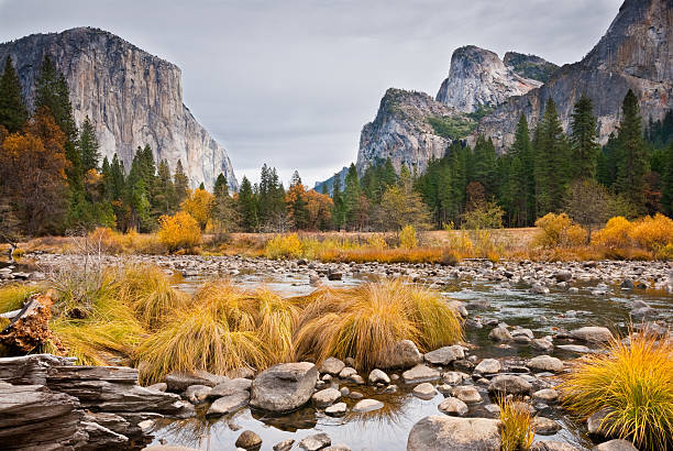 El Capitan and Merced River in the Fall Grasses and Oak Trees growing along the Merced River display their fall colors beneath the towering monolith of El Capitan in Yosemite National Park, California, USA. jeff goulden yosemite national park stock pictures, royalty-free photos & images