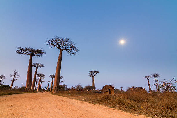 Boabab alley moon light Beautiful Baobab trees and the moon after sunset at the avenue of the baobabs in Madagascar boabab tree stock pictures, royalty-free photos & images