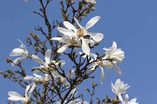 A delicate spread of pure white star magnolia blossom in early spring. The use of a long-focus lens means that many of the blossoms are in soft focus, and the background is in very soft focus.