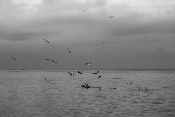 istock seagulls fishing 469654920