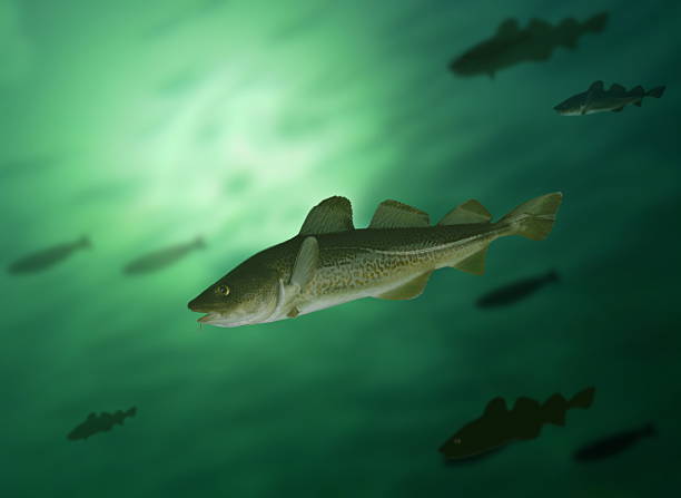 codfish big cod fish and shoal under water hake stock pictures, royalty-free photos & images