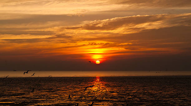istock seagull with sunset in the background 469657419