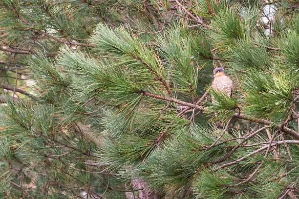 istock Male Sparrowhawk Sitting in a Pine Tree Looking for Prey 469657490