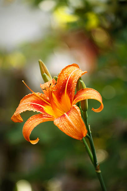istock Close up of day lily 469657684
