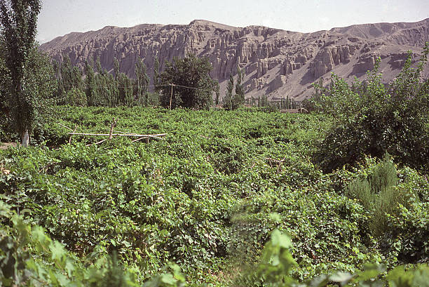 irrigated сельского хозяйства, виноград и виноградники в turfan резервуар синьцзян китай - turpan стоковые фото и изображения