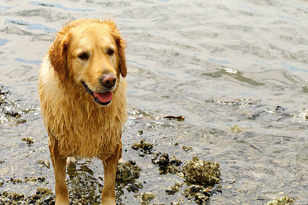 istock Golden retriever after swimming 469659029