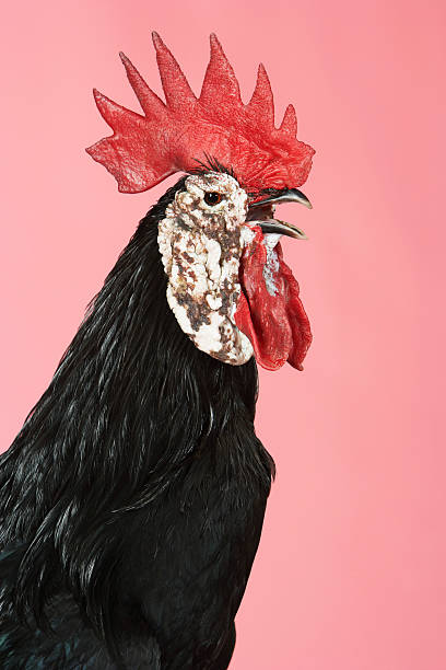istock Rooster Crowing Against Pink Background 469659633