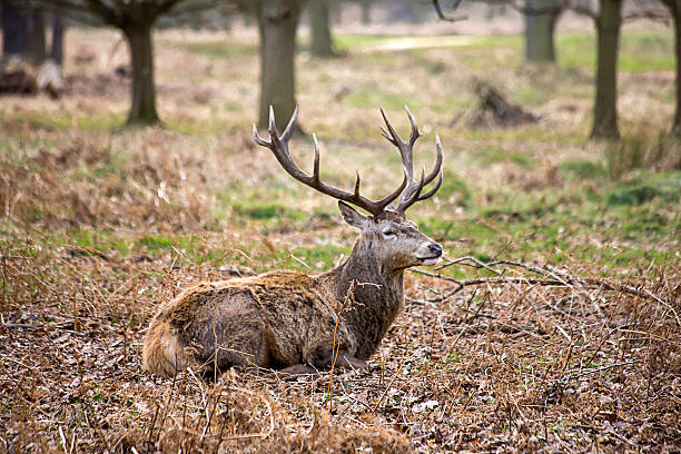 istock Wild Stag in Richmond Park, London 469659657