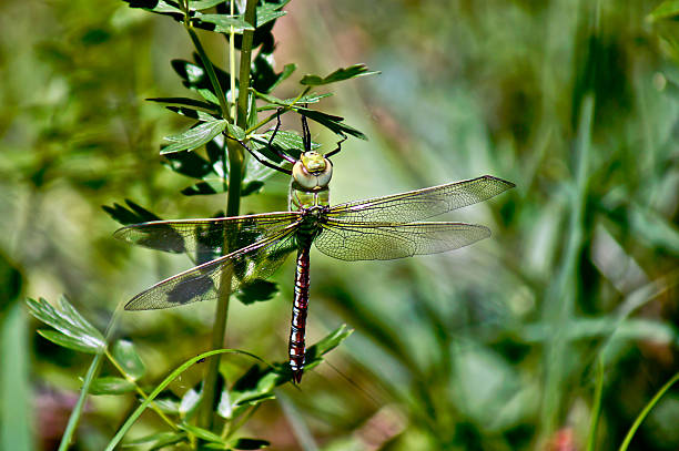 緑の芝生でのドラゴンフライをご用意しています。 - wing dragonfly animal eye blue ストックフォトと画像