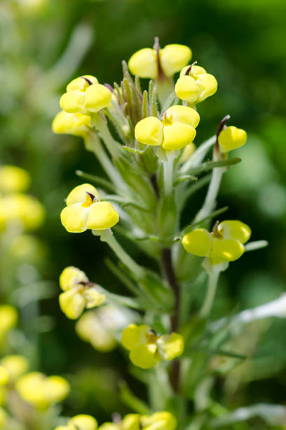 istock butter and eggs flowers, Triphysaria eriantha 469660554